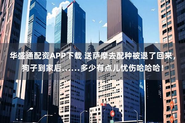 华盛通配资APP下载 送萨摩去配种被退了回来，狗子到家后……多少有点儿忧伤哈哈哈！