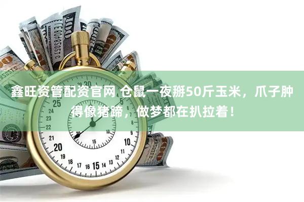 鑫旺资管配资官网 仓鼠一夜掰50斤玉米，爪子肿得像猪蹄，做梦都在扒拉着！